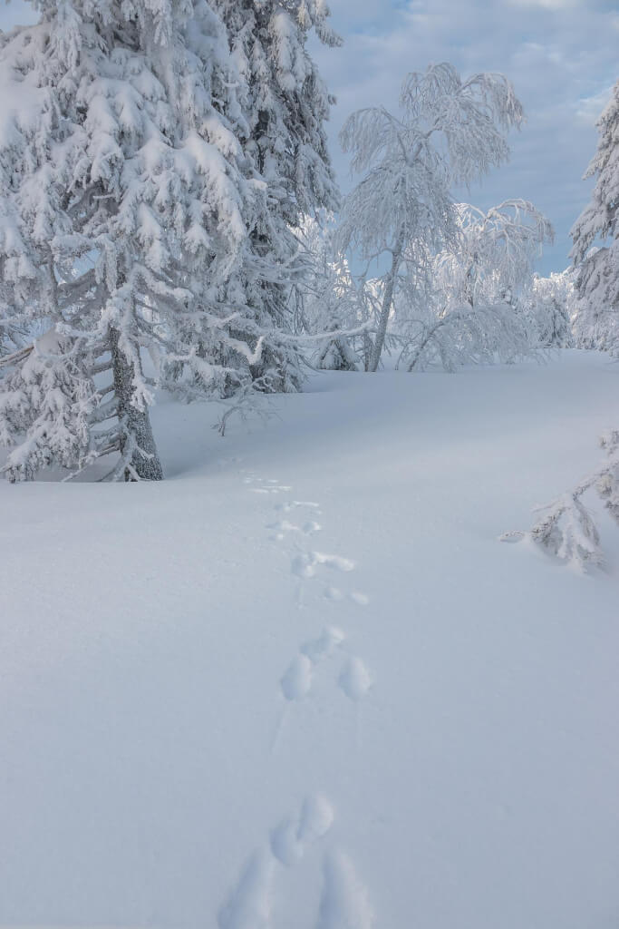 Lapland Hiking