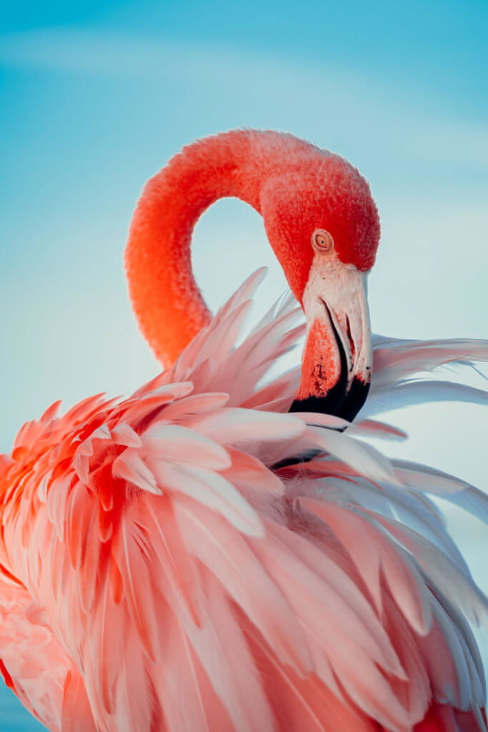Aruba