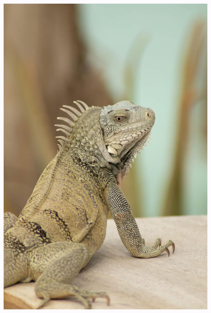 Bonaire2