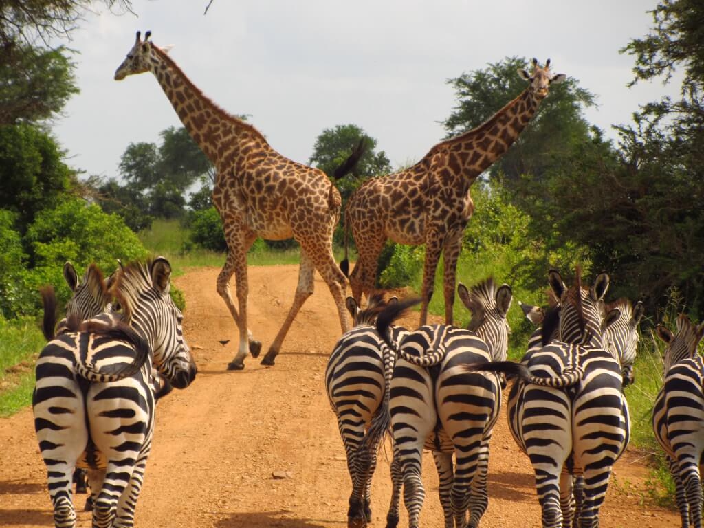 Tanzania4