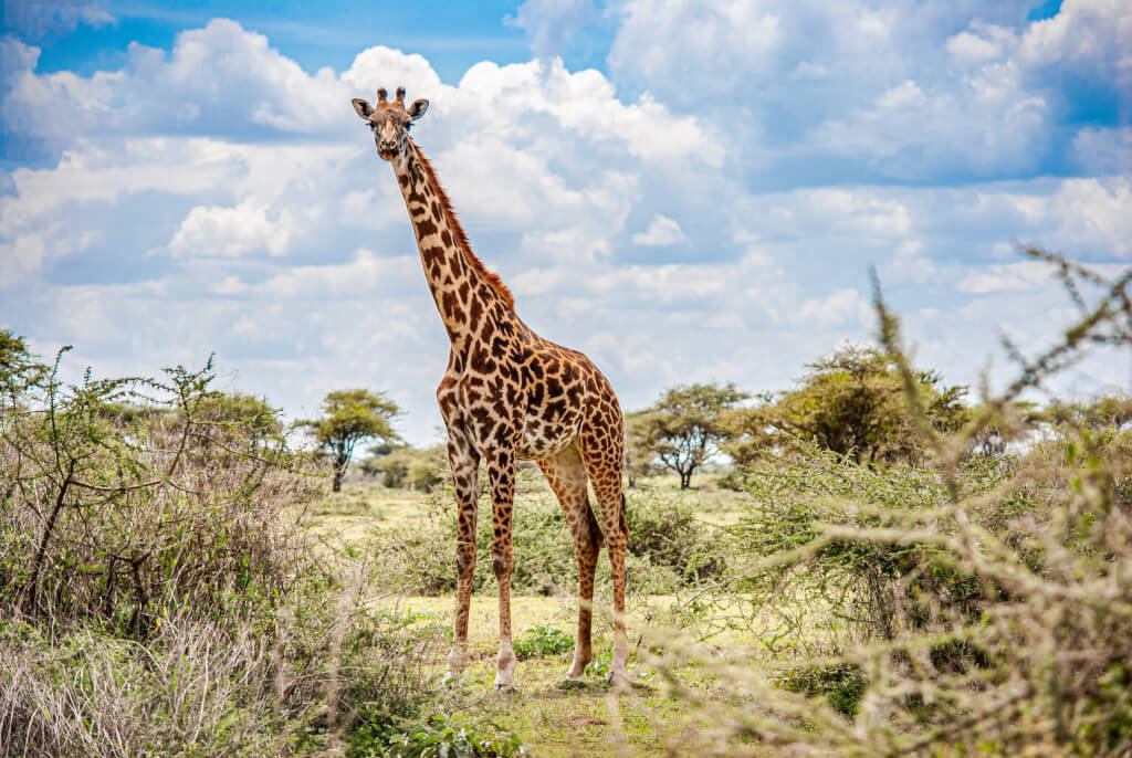 Tanzania6