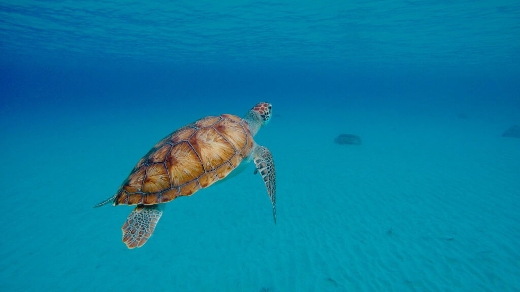 Schildpad curacao