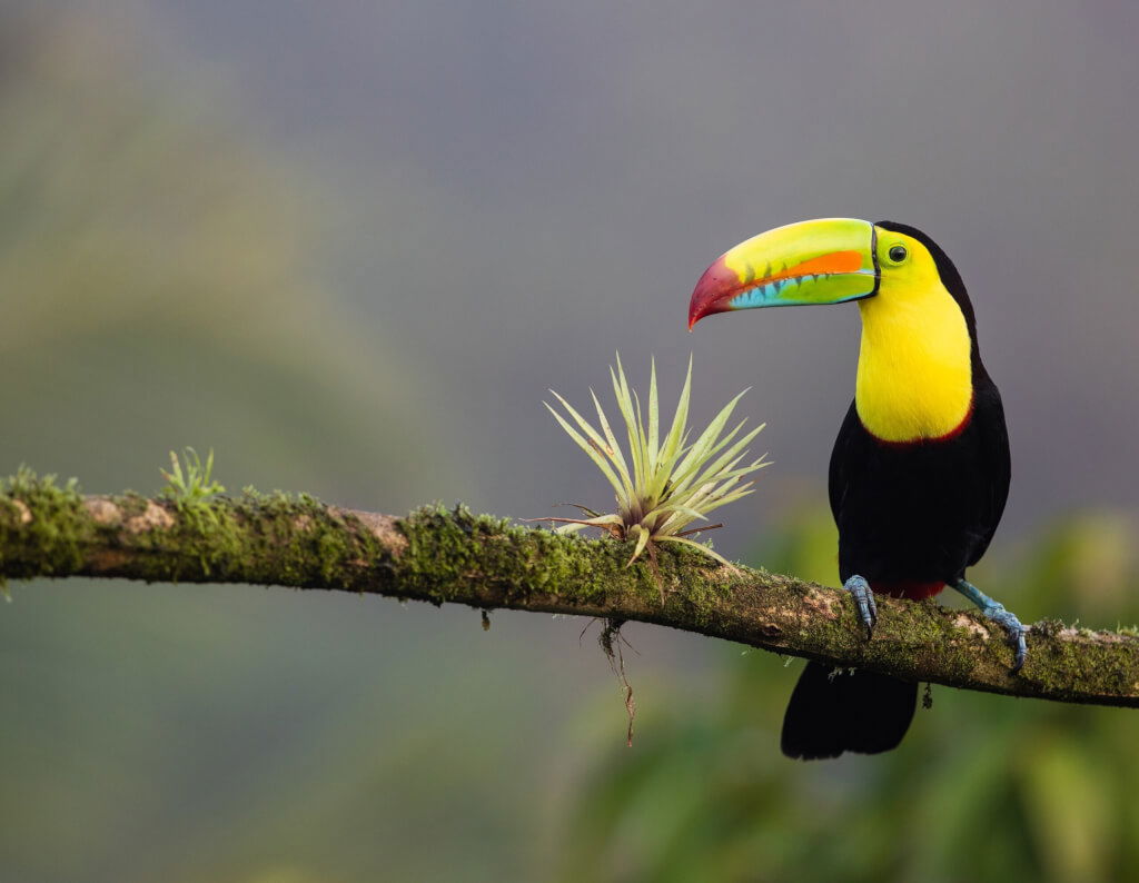 Costa Rica 2