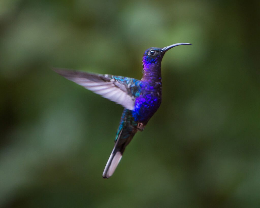 Monteverde bird