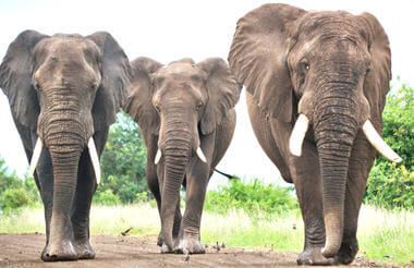 CENTRAL KRUGER