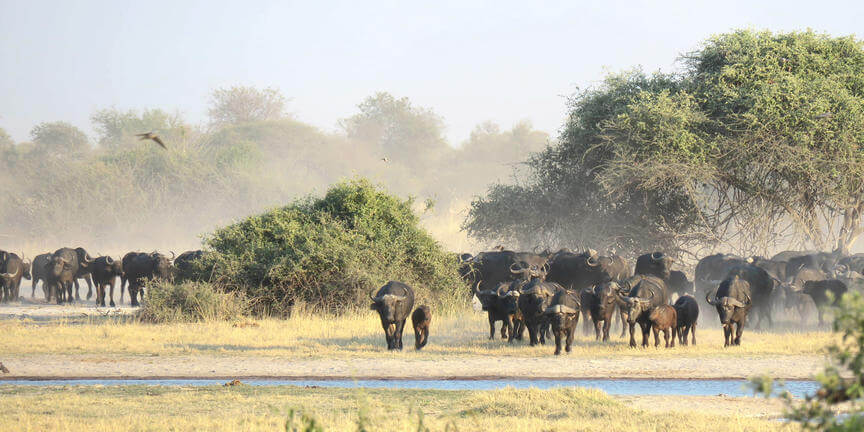 Chobe 4