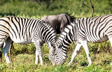 KHAMA RHINO SANCTUARY