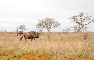 isimangaliso_wetland_park-shutterstock-1626354637 st lucia