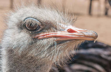 oudtshoorn_4