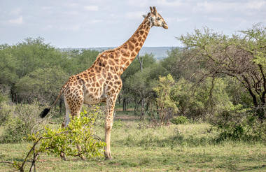 southern_kruger_5