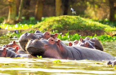 Lake Naivasha 2