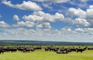 Masai Mara 2