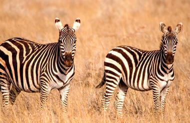 Safari