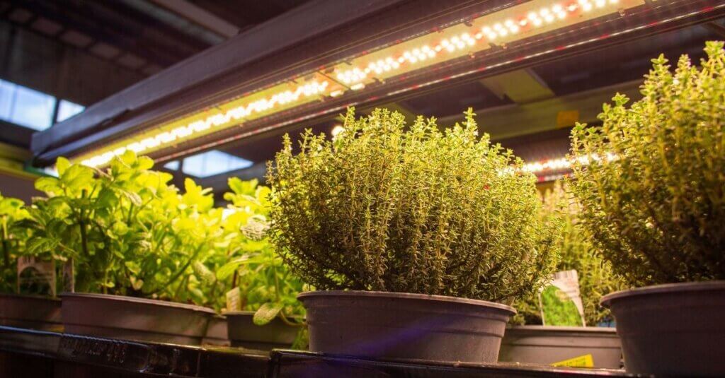 led horticulture