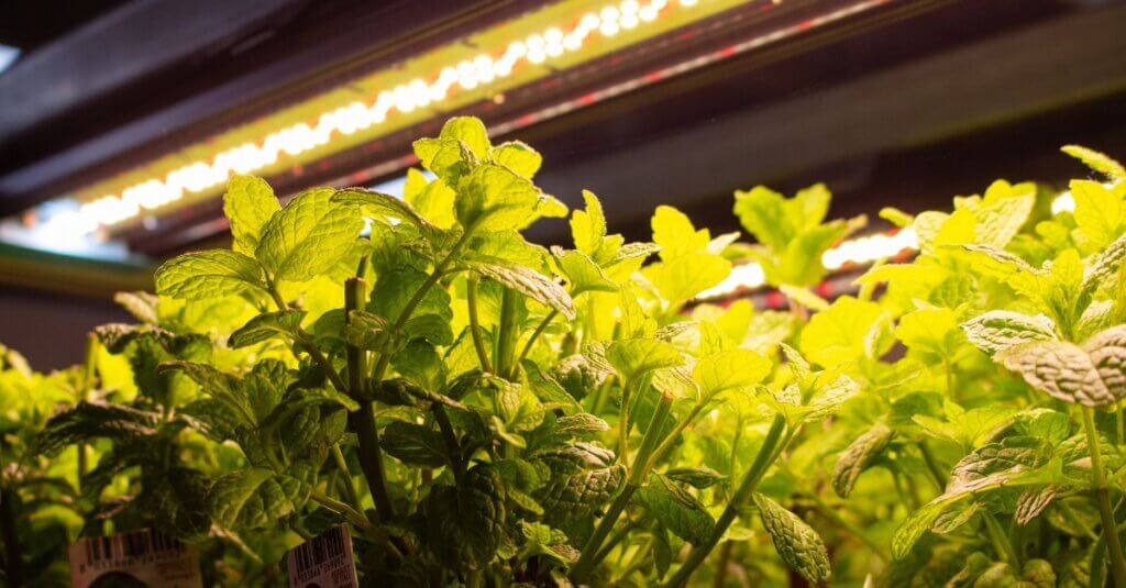led grow lights