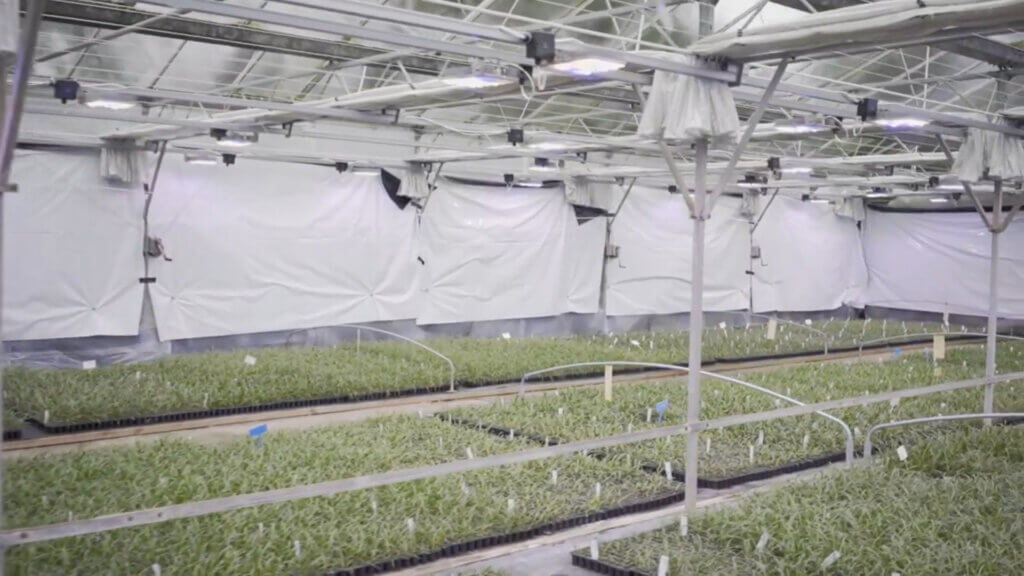 verlichting tuinbouw