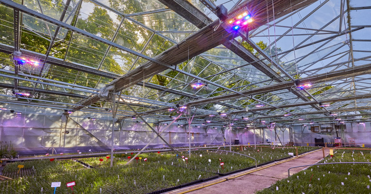 LED verlichting sierteelt