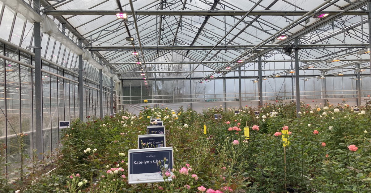 LED verlichting sierteelt