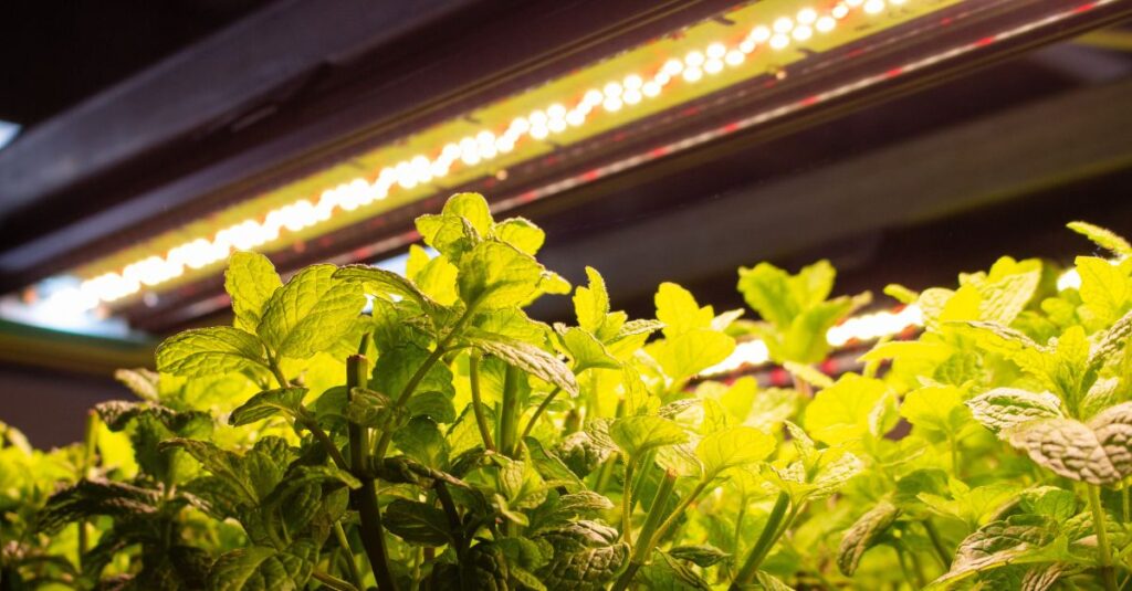 led lamp